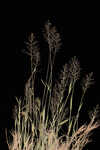 Wright's rosette grass